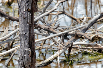 Scenery of mangrove forests that die and rot.