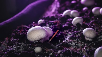 Timelapse: Champignon mushrooms grow in an industrial garden. Fresh new mushrooms sprout from the ground. Ecological cultivation of products. The birth of a new life.