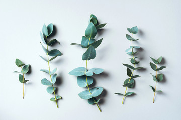 Eucalyptus branches on pastel green background. Flat lay, top view