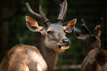 Closeup curious male deer looking at camera in the zoo.