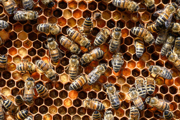 closeup of bees on honeycomb in apiary Honey bee selective focus
