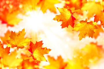Obraz na płótnie Canvas autumn landscape with bright colorful foliage. Indian summer.