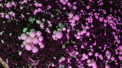 Timelapse: Champignon mushrooms grow in an industrial garden. Fresh new mushrooms sprout from the ground. Ecological cultivation of products. The birth of a new life.