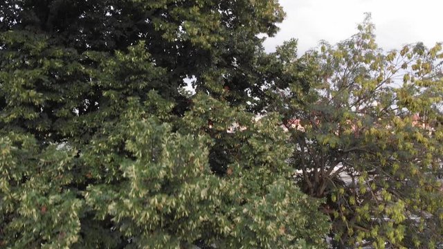 Panorama miasta z za drzewa w parku