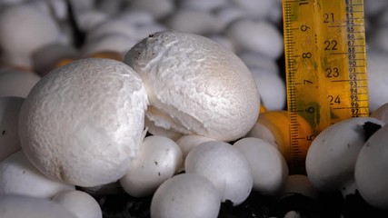 Timelapse: Champignon mushrooms grow in an industrial garden. Fresh new mushrooms sprout from the ground. Ecological cultivation of products. The birth of a new life.