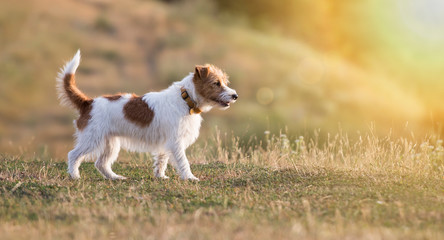 Beautiful jack russell terrier purebred dog