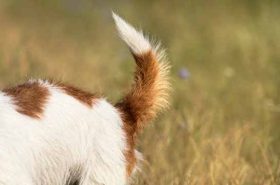 Dog Tail, Backside Closeup Of A Jack Russell Pet Puppy