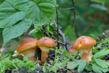 Suillus grevillei, Larch Bolete mushroom, young fruiting body  - edible and tasty mushrooms