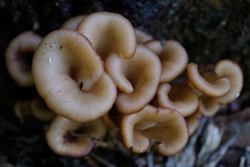 Lentinellus cochleatus - an interesting small mushroom that looks like a trumpet that grows on wood -