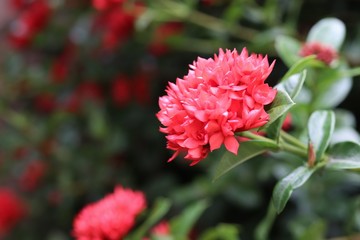 Red ixora  flowers on the tree in the garden