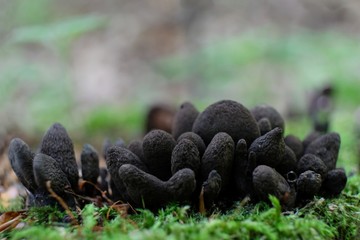 Amazing litte mushroom growing on wood - xylaria polymorpha