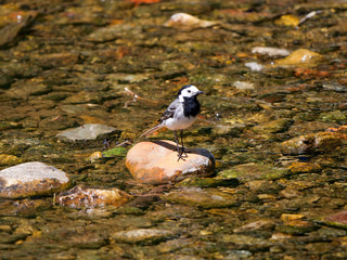 Little egret Bird standing calmly on the banks of the wild stream, Austria, Tyrol Alps