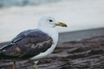 Photo of the details of a seagull looking towards sea
