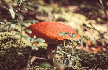 Big mushroom aspen forest in autumn. Forest mushroom picking season. Leccinum aurantiacum. Red-capped scaber stalk. Edible boletes. Mushrooms picking in the forest. A big beautiful mushroom with a red