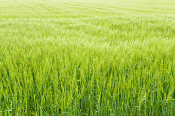 Agricultural field with growing young ears of cereal
