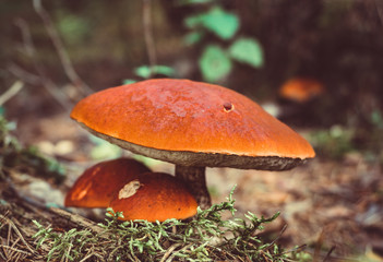 Big mushroom aspen forest in autumn. Forest mushroom picking season. Leccinum aurantiacum. Red-capped scaber stalk. Edible boletes. Mushrooms picking in the forest. A big beautiful mushroom with a red