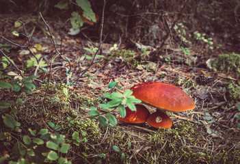 Big mushroom aspen forest in autumn. Forest mushroom picking season. Leccinum aurantiacum. Red-capped scaber stalk. Edible boletes. Mushrooms picking in the forest. A big beautiful mushroom with a red