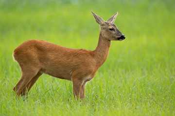 Side view of roe deer, capreolus capreolus, doe in summer standing on a meadow with green grass looking away. Unaware female animal in nature with blurred background and copy space.