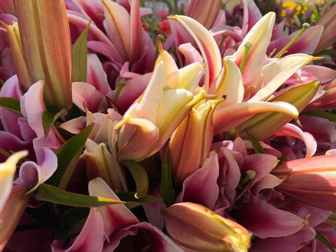 bouquet of pink tiger lilies