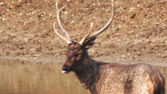 slow motion close up of a sambar deer stag looking at camera at tadoba andhari tiger reserve in india