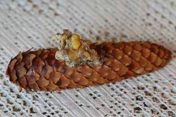 Pine cone and resin of spruce