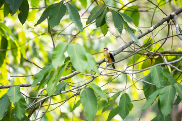 bird on branch