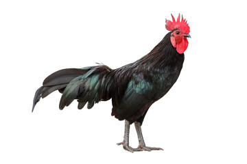 Black rooster isolated on white background.