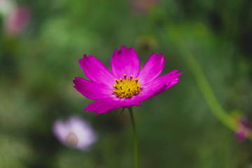Close-up of pink cosmos flower with blur background. Soft abstract image of vivid cosmos flowers.
