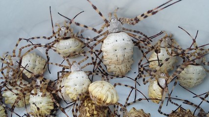 steppe light spiders on a white background