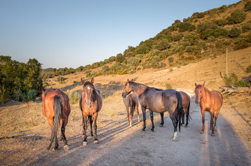Free horses in the field