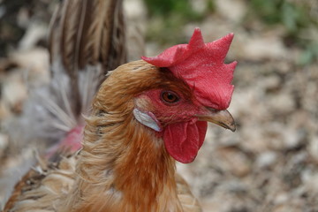 Back Garden Chicken