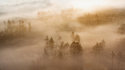 fog over the forest - 282283393