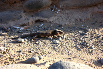 Big Gran Canaria Lizard