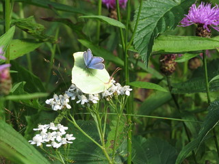 Polyommatinae sitting on a common brimstone
