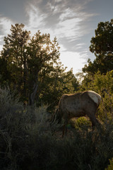 Abgrasen bei Abendrot