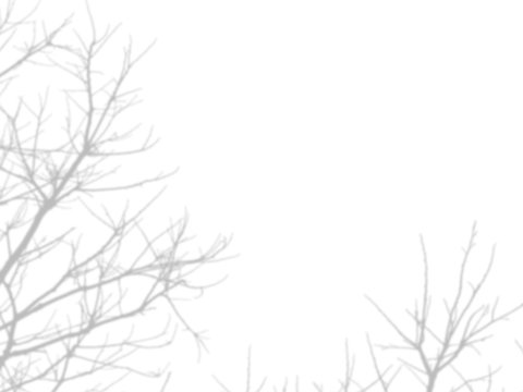 shadow of the tree branches that no leaves on white wall