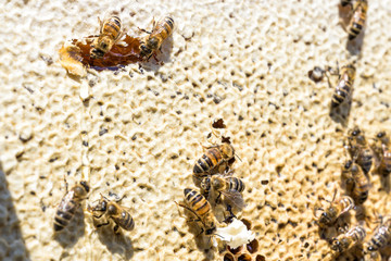 closeup of bees on honeycomb in apiary Honey bee selective focus