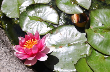 Lotus flower and leaf nature background