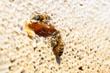 closeup of bees on honeycomb in apiary Honey bee selective focus