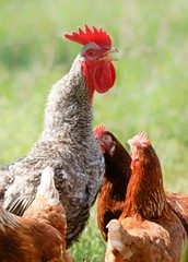 Geflügelhaltung - Hühner blicken zu ihren Hahn auf
