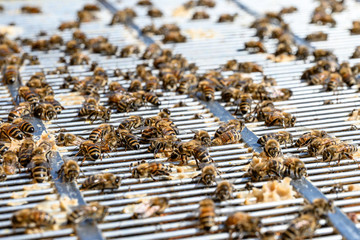 Bees hangin out on the top a of a metal frame seperator honey room of a beehive