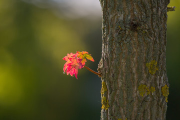 Young leaves  maple. Red-leafed  close-up.  Blurry green background. Copy space. Selective focus.