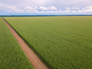 Aerial drone view of Cornfield and dirt road in clear summer day. Agriculture, harvest and farm concept. Genetically modified and transgenic corn for export, produced in Mato Grosso, Brazil.