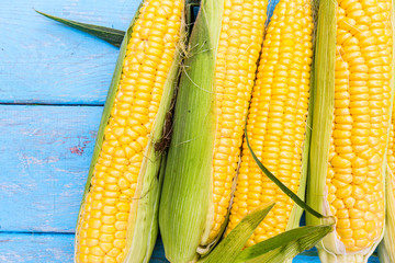 Ripe corn cobs on blue rustic wooden table surface.