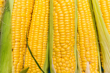 Ripe corn cobs closeup background pattern.