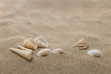 砂浜と貝殻