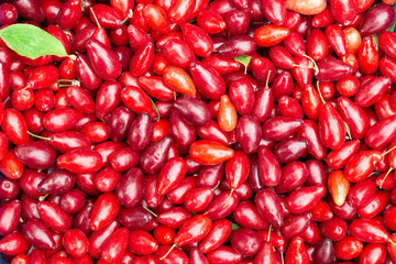 Ripe, picked, dogwood berries background