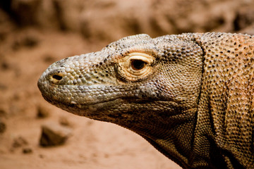 Komodo Dragon