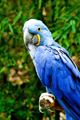 Blue parrot
