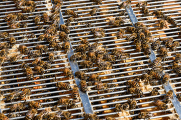 Bees hangin out on the top a of a metal frame seperator honey room of a beehive